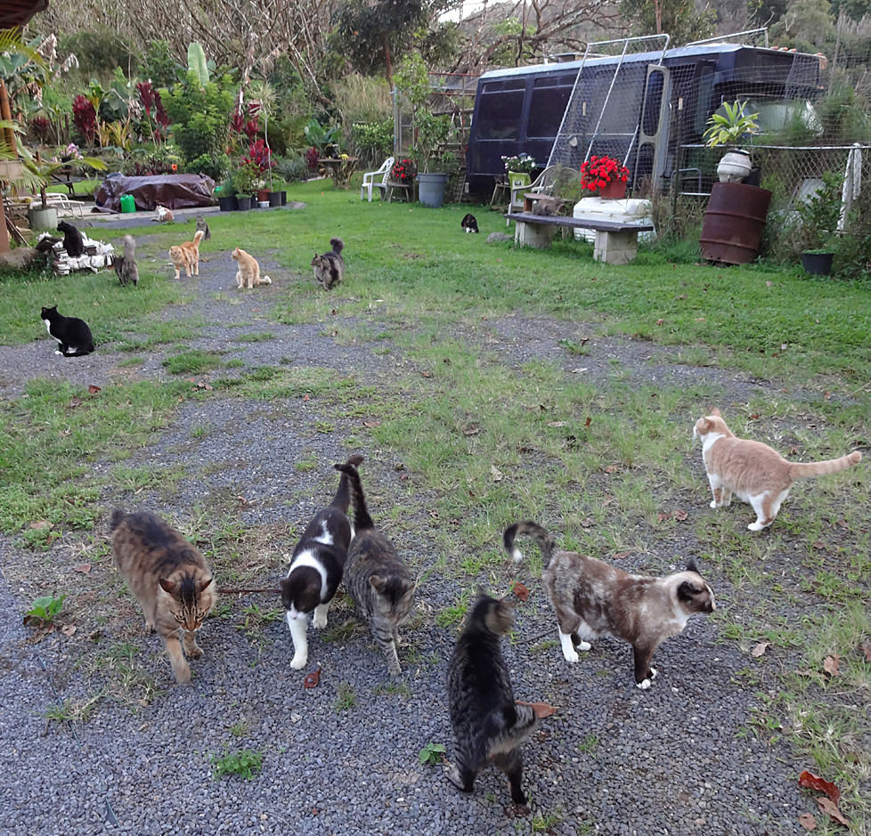 cat sanctuary on Maui