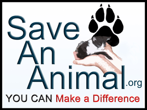 Save An Animal organization